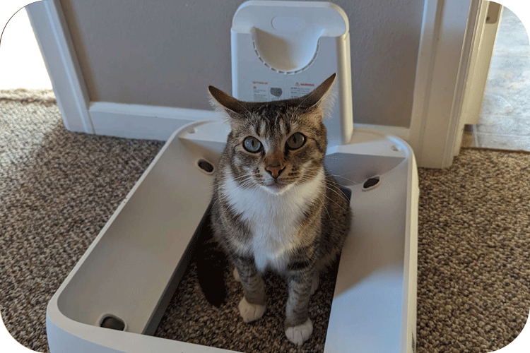 Where Should You Put Your Cats Litter Box? - Meowant