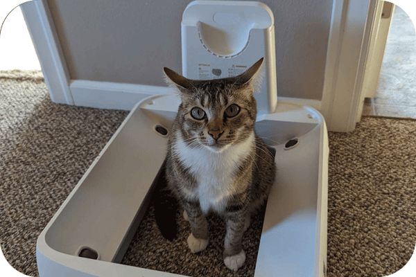 Where Should You Put Your Cats Litter Box? - Meowant