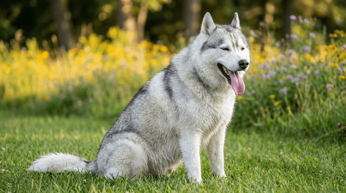 Why Are Sled Dogs (Huskies & Samoyeds) Prone to Eczema in Summer? - Meowant