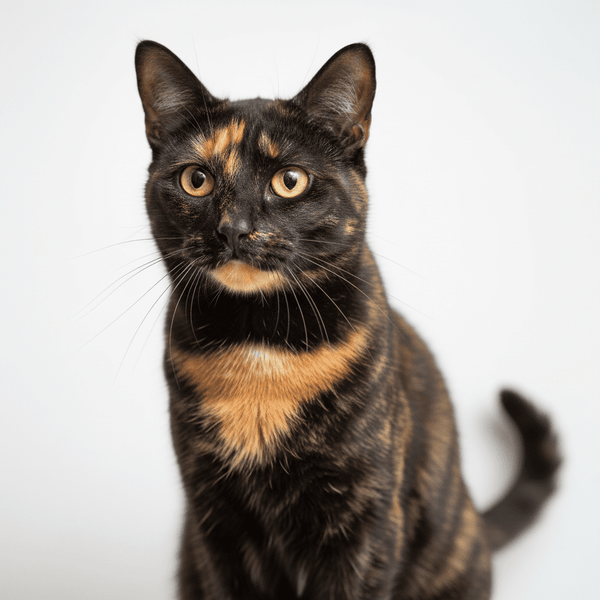 Why Arginine Is Essential for a Diabetic Cat’s Pancreas - Meowant