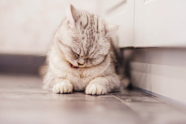 Why Cats Refuse the Litter Box and What You Can Do - Meowant