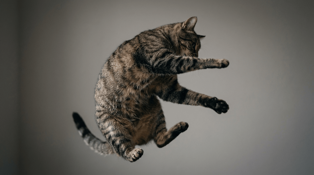 Why Do Cats Always Land on Their Feet? Decoding the “Righting Reflex” - Meowant