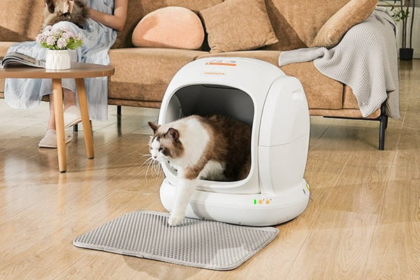 Why Do Cats Bury Their Poop? - Meowant