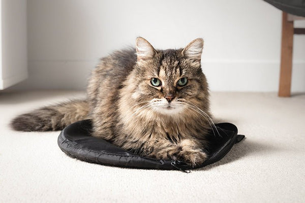 Why Do Cats Guard Their Litter Box? Understanding Feline Territory Behavior - Meowant