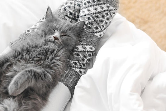 Why Does My Cat Refuse to Use the Litter Box in Winter? - Meowant