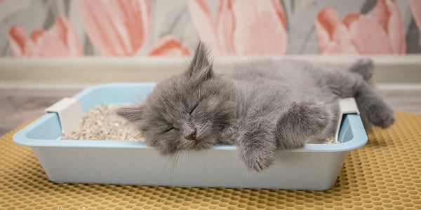 Why Is My Cat Sleeping in the Litter Box? - Meowant