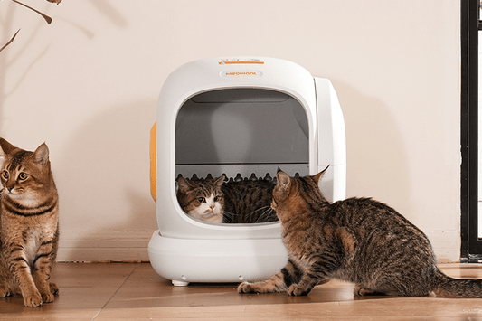 Why Smart Litter Boxes Are the One Upgrade Cat Parents Never Regret - Meowant