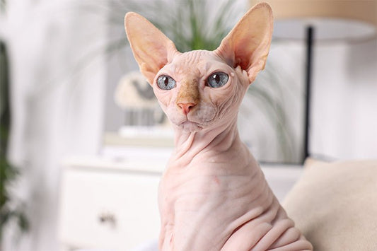 Why the Right Litter Box is Crucial for Sphynx Hygiene - Meowant