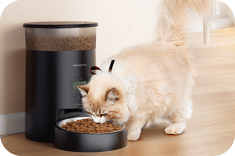 Why Won't My Dog Eat His Food? - Meowant