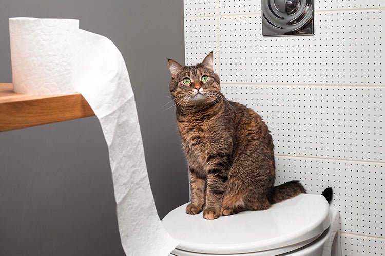 Why Your Cat Has Diarrhea Outside the Litter Box and What You Can Do - Meowant