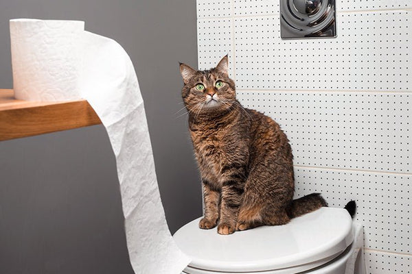 Why Your Cat Has Diarrhea Outside the Litter Box and What You Can Do - Meowant