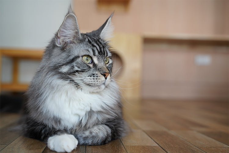 Why Your Cat Poops in the Litter Box but Pees on the Floor - Meowant