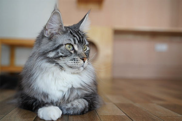 Why Your Cat Poops in the Litter Box but Pees on the Floor - Meowant