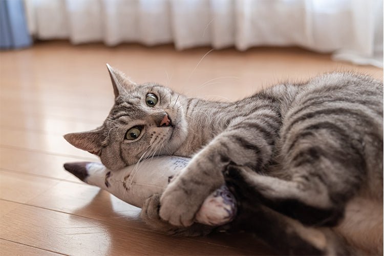 Why Your Cat Scratches Around the Litter Box - Meowant