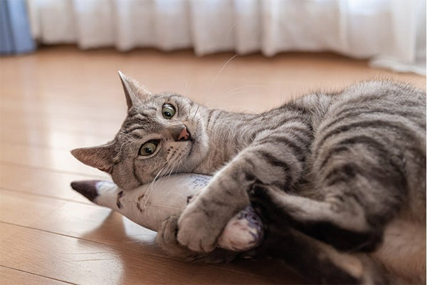 Why Your Cat Scratches Around the Litter Box - Meowant