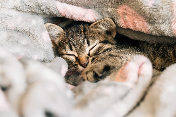 Winter Cat Care: Litter Box, Hydration, and Warmth Tips - Meowant