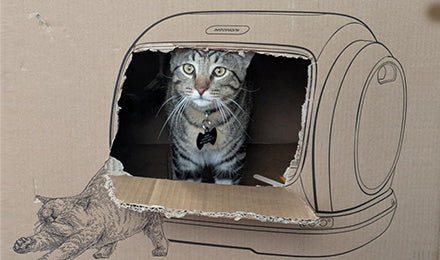 Meowant