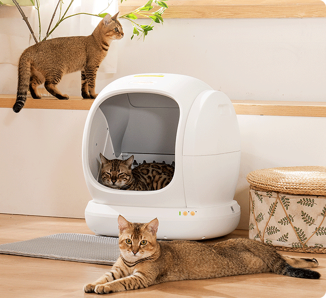automatic litter box