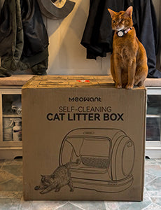 thecatlvt