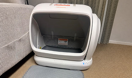 Meowant