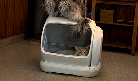 Meowant