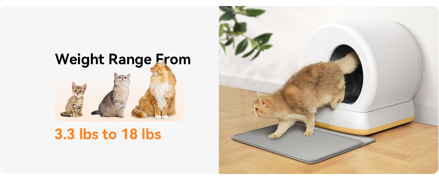 Meowant