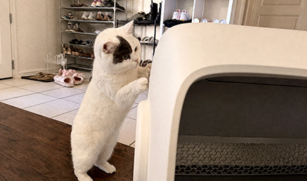 Meowant