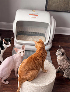 oriental_shorthair_squad