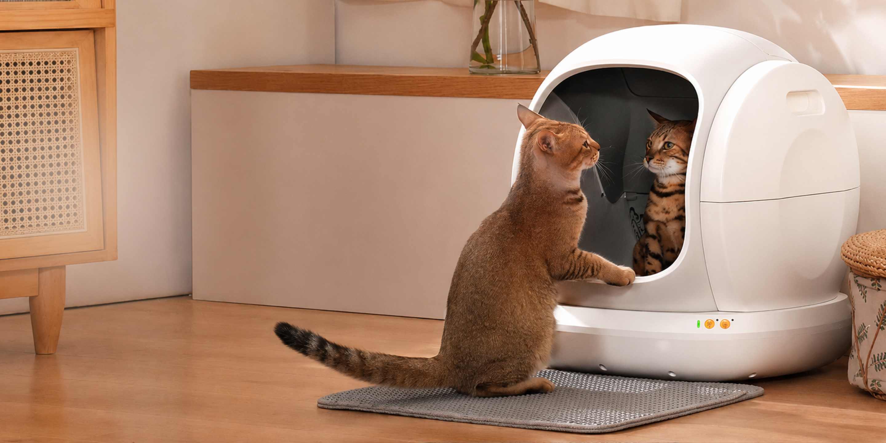 Meowant
