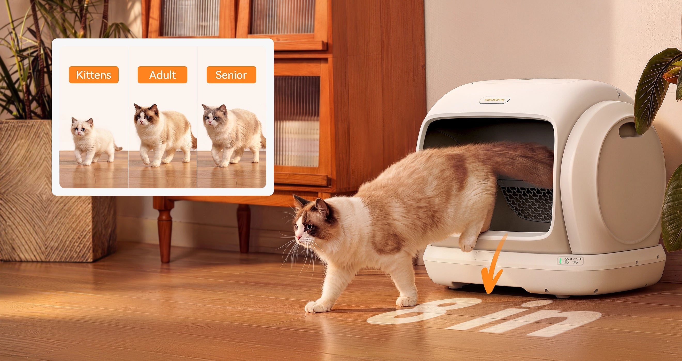 Meowant