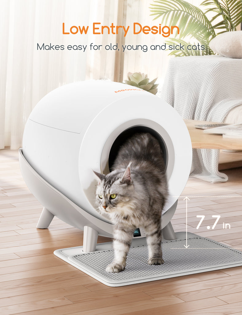 Gray Maine Coon cat using Meowant self-cleaning litter box with low entry design, ideal for cats of all ages and health conditions, in a stylish home setting
